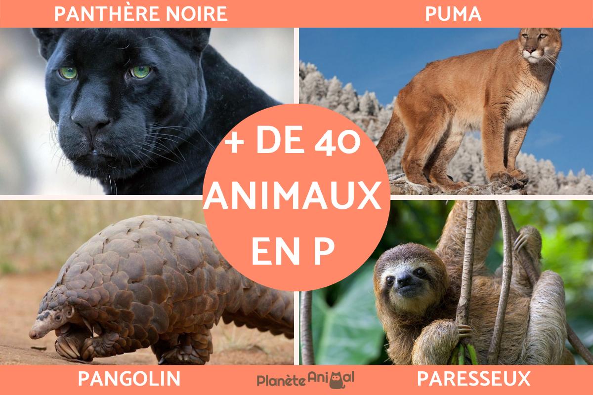 Animaux en P