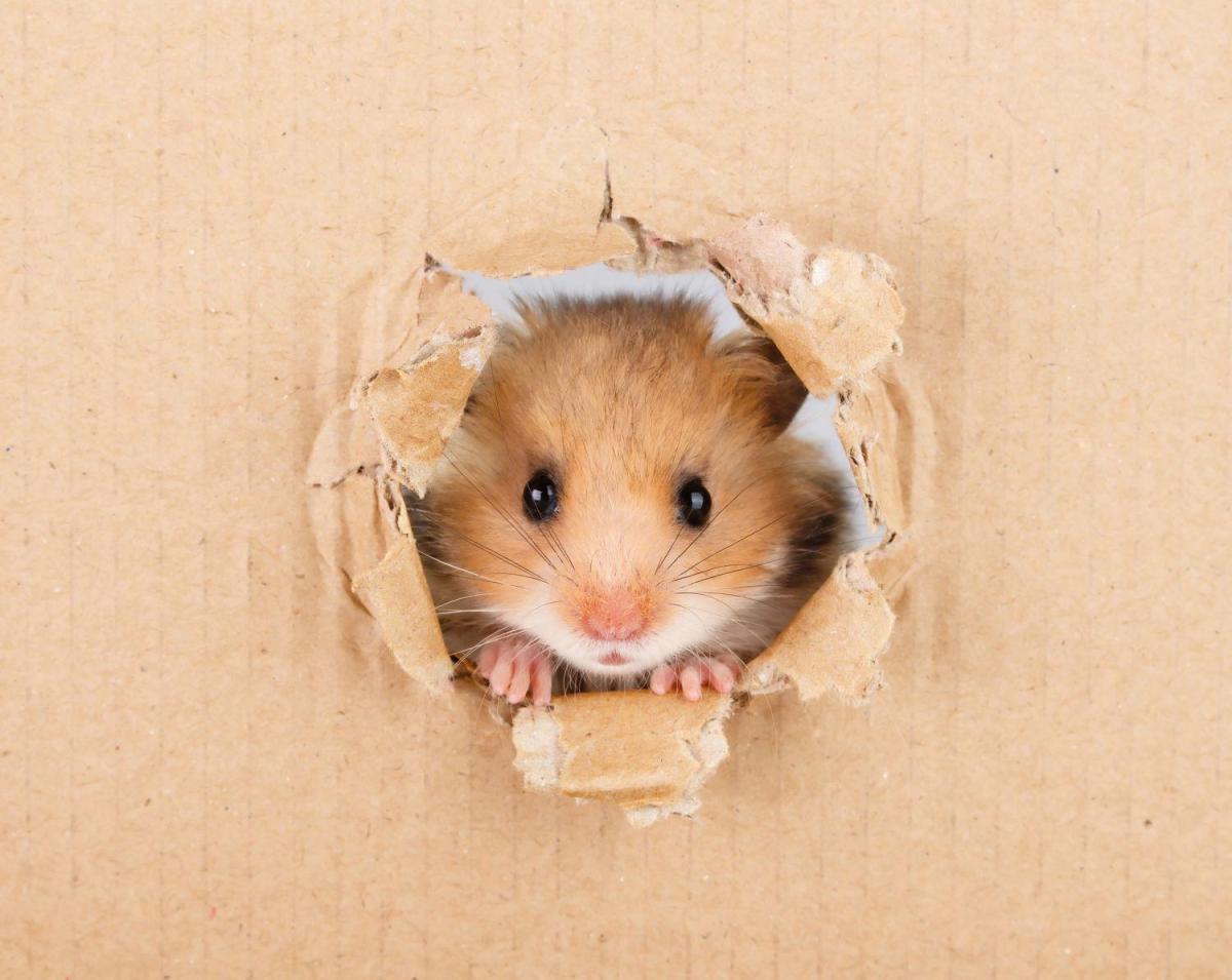10 curiosités chez les hamsters 🐹