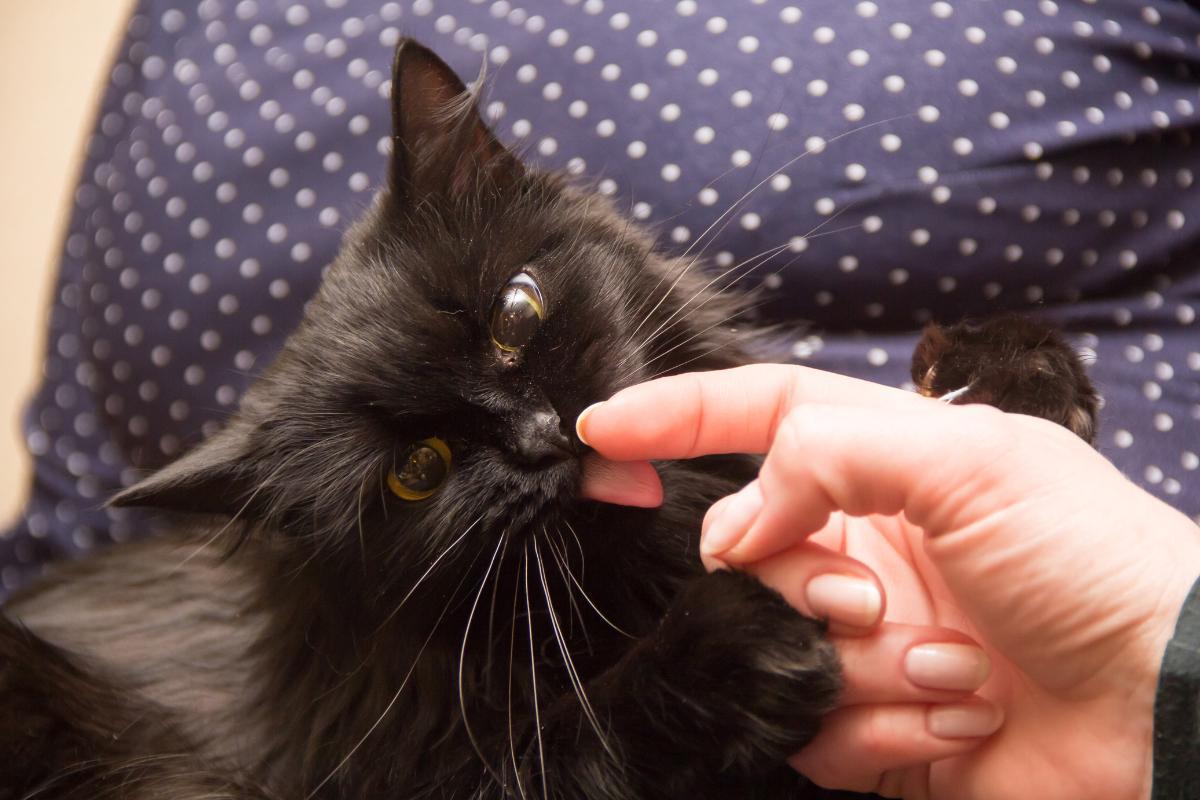 Pourquoi un chat nous lèche les mains ?