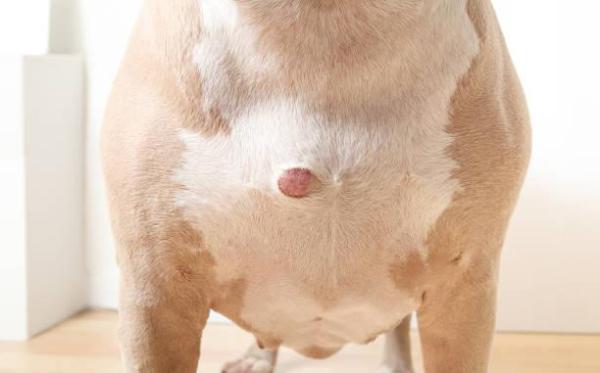 Mon chien a une boule dure sous la peau - Causes et traitements - Abcès encapsulé