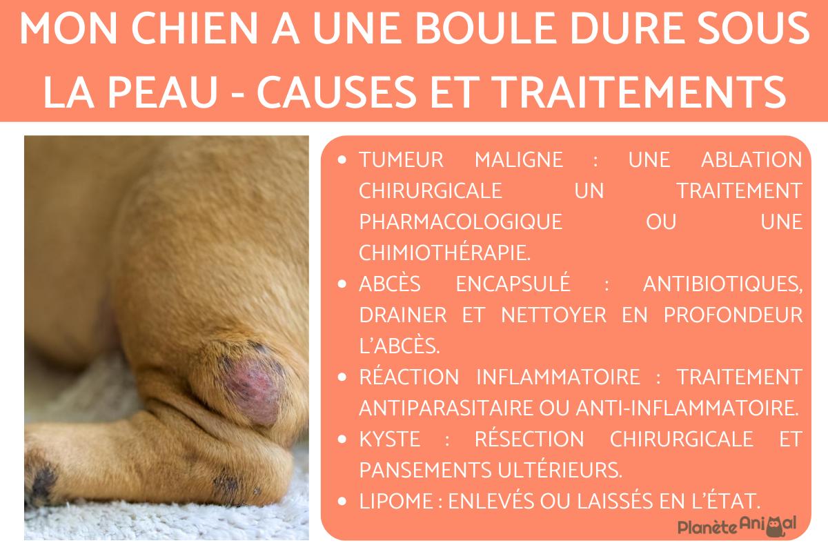 Mon chien a une boule dure sous la peau - Causes et traitements