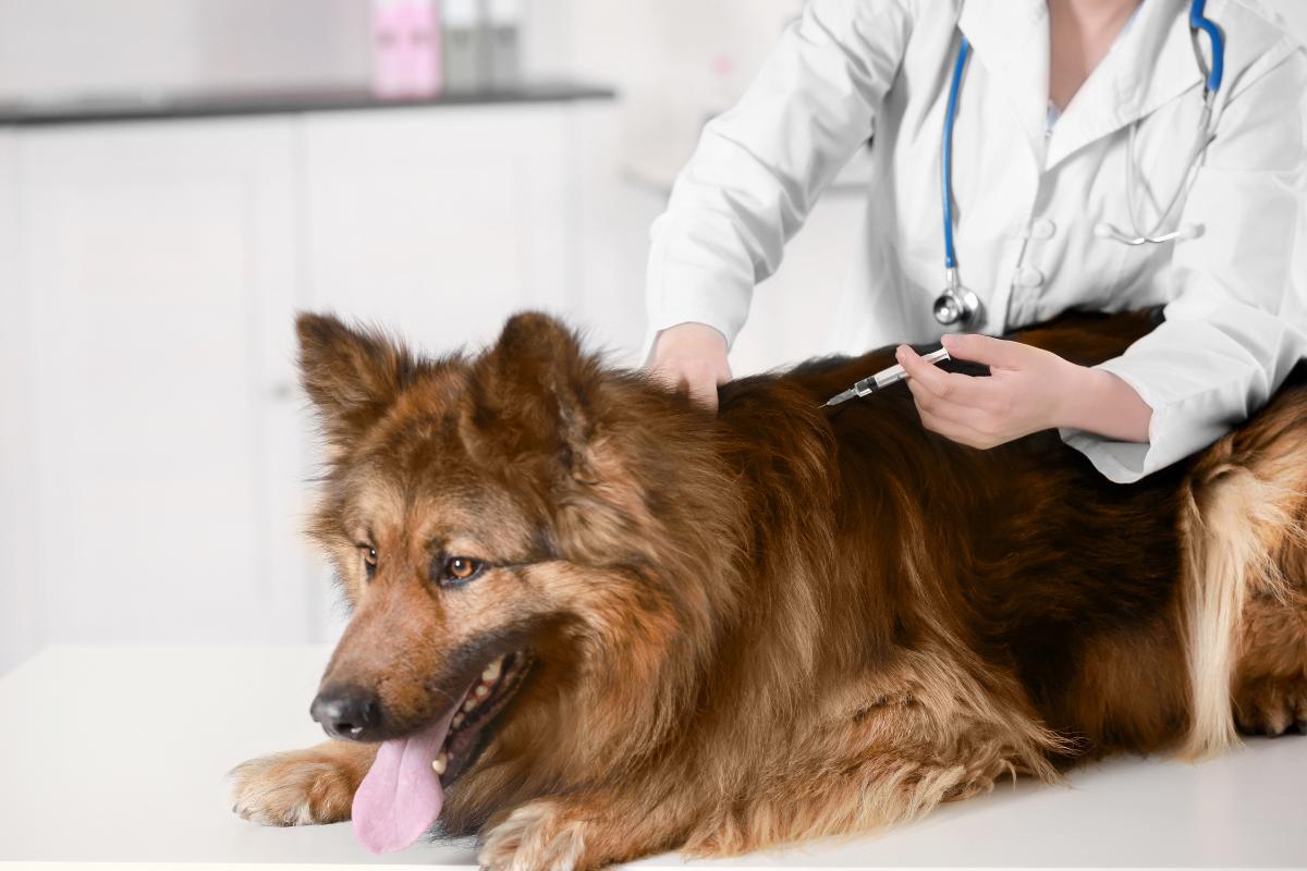 Mon chien a une boule dure sous la peau Causes et traitements