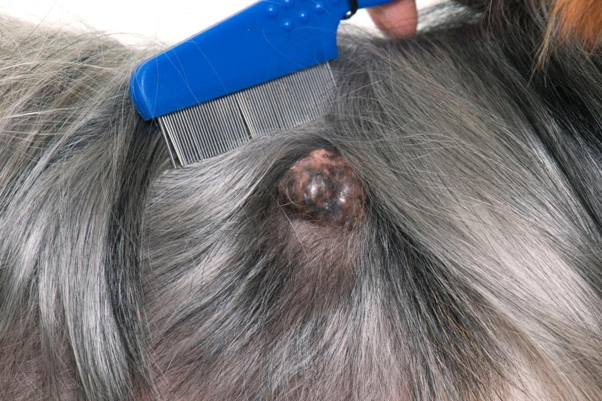 Mon chien a une boule dure sous la peau Causes et traitements