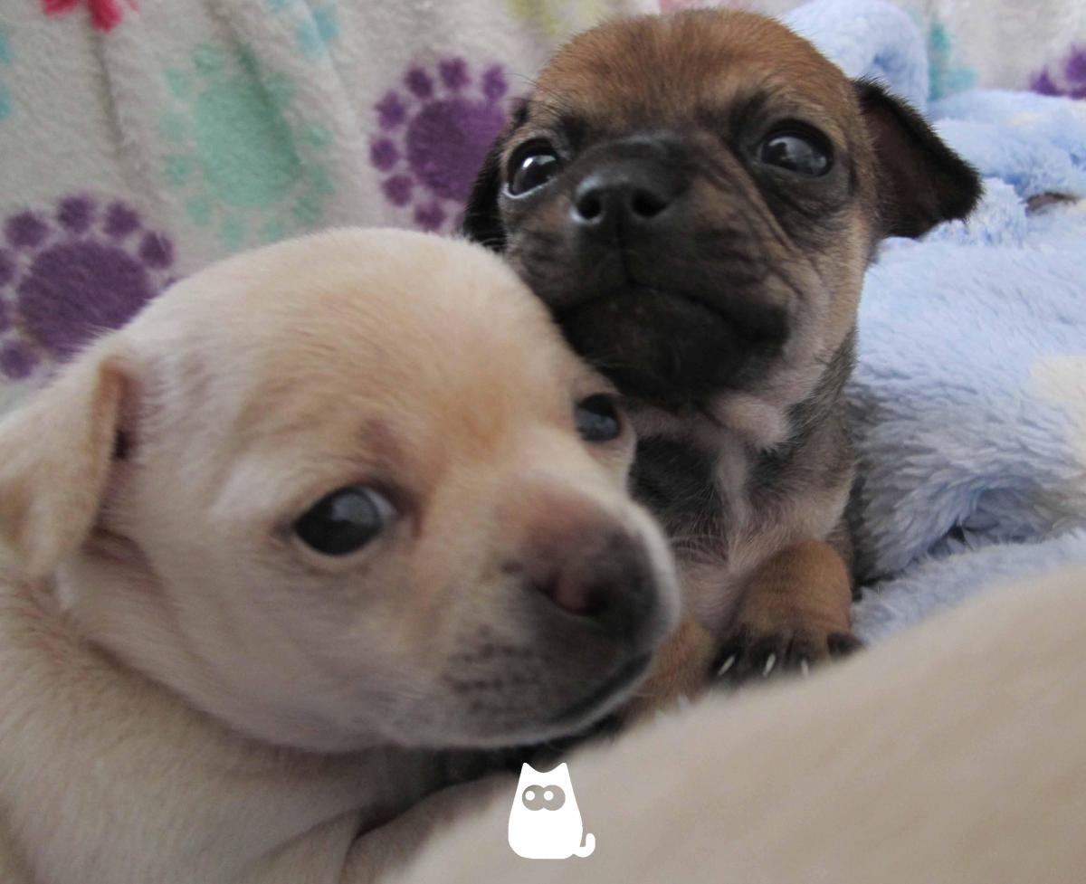 À quel âge les chiots ouvrent les yeux ?