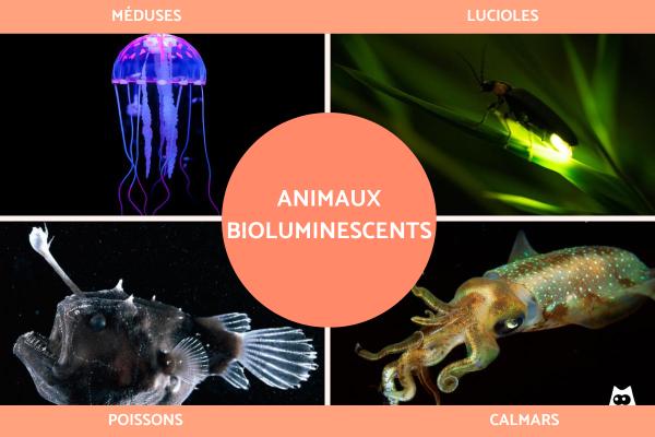 Animaux bioluminescents : caractéristiques et exemples