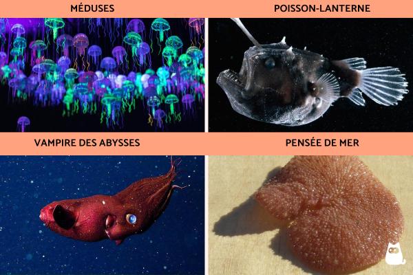 Animaux bioluminescents : caractéristiques et exemples - Animaux bioluminescents marins