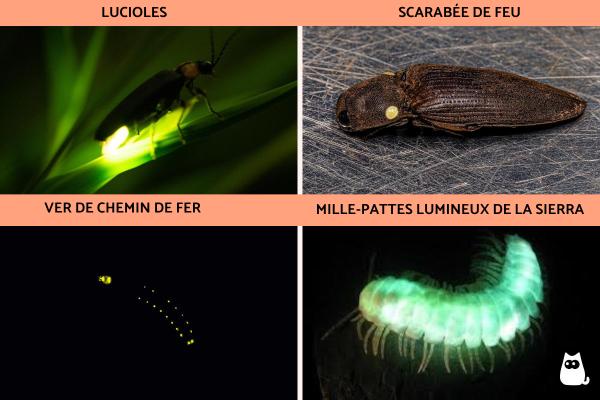 Animaux bioluminescents : caractéristiques et exemples - Animaux bioluminescents terrestres