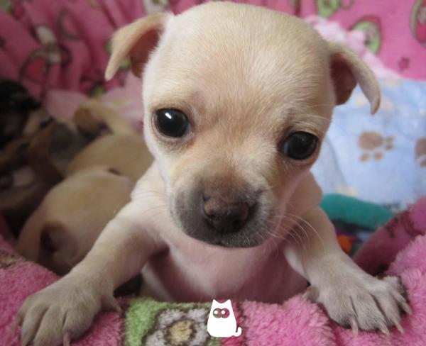 À quel âge les chiots ouvrent les yeux ? - La vue des chiens