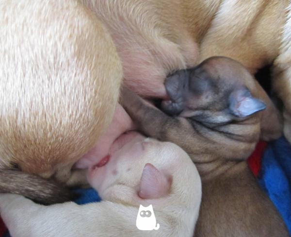 À quel âge les chiots ouvrent les yeux ? - Les chiots nouveau-nés sont aveugles
