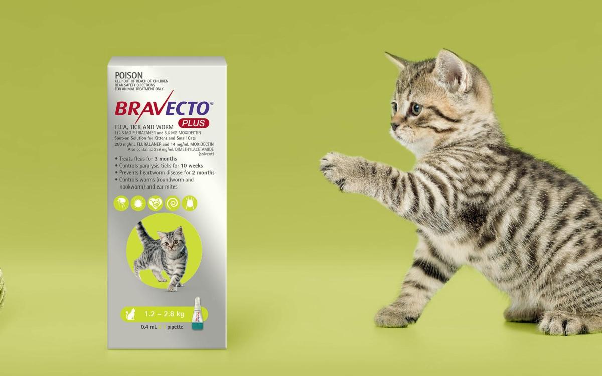 Bravecto pour chat - En pipette, prix, effets secondaires et avis