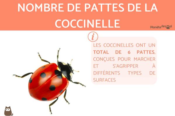 Nombre de pattes de la coccinelle