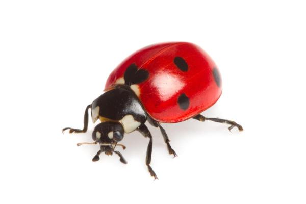 Nombre de pattes de la coccinelle - Parties des pattes de la coccinelle