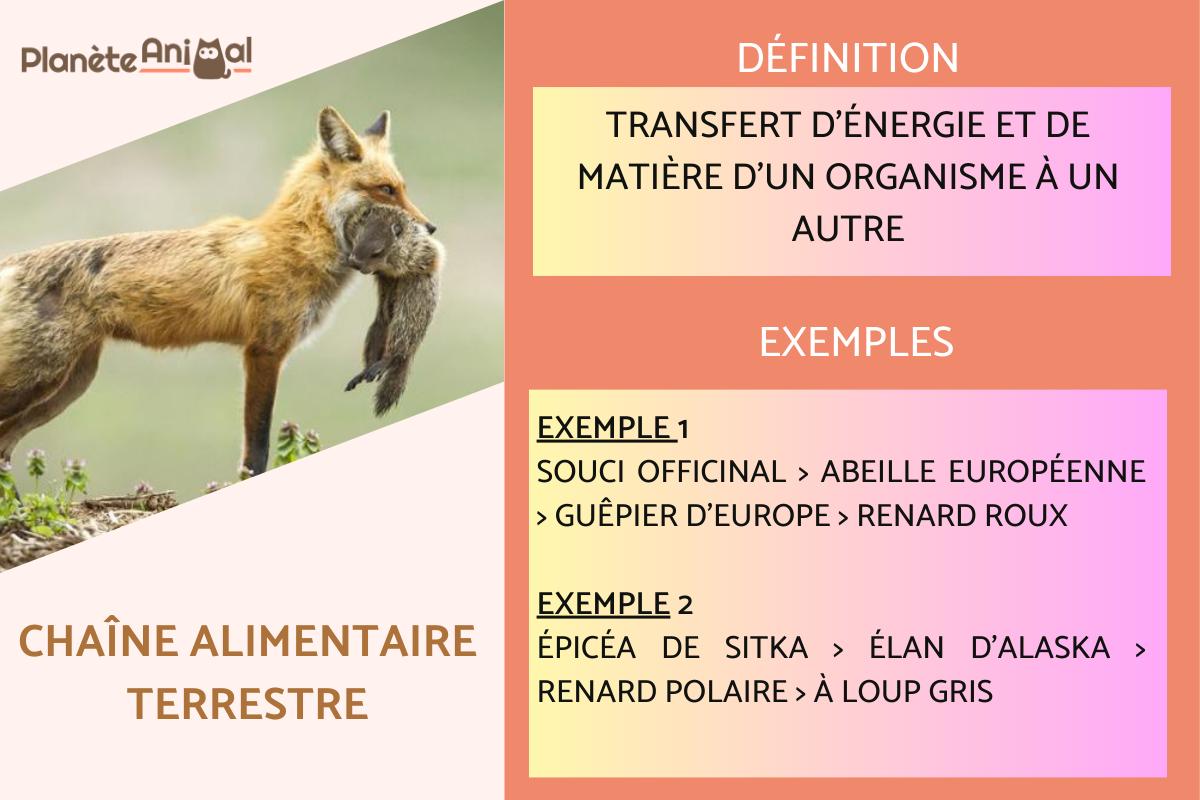 Chaîne alimentaire terrestre