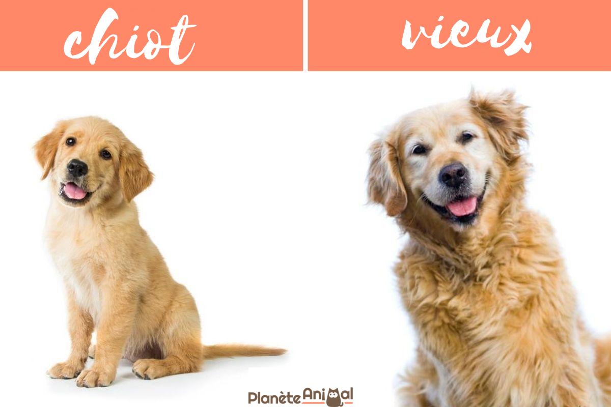 Vieux chien - Symptômes du vieillissement du chien