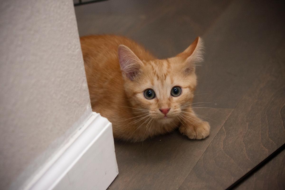 Mon chaton est peureux, que faire ?