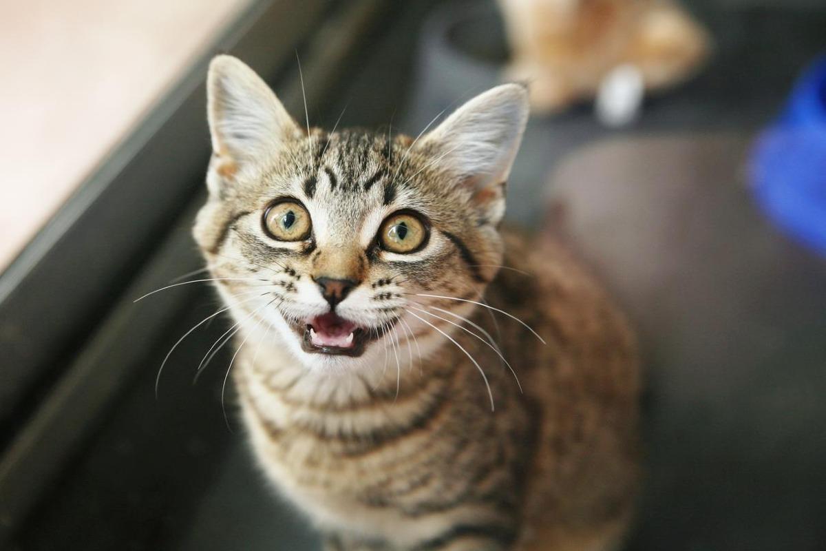 Problèmes urinaires du chat - Symptômes et traitement