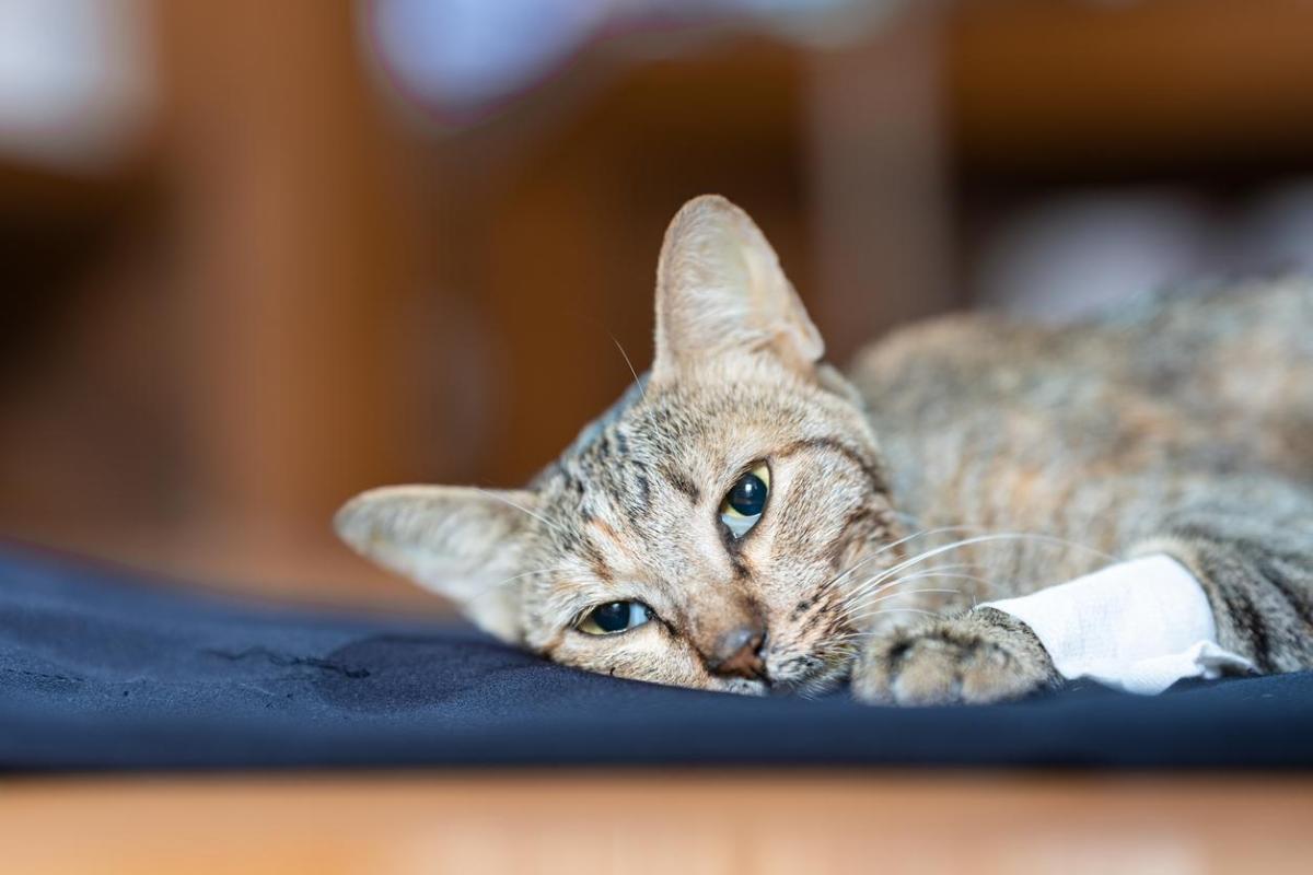AVC chez le chat - Symptômes, causes et que faire