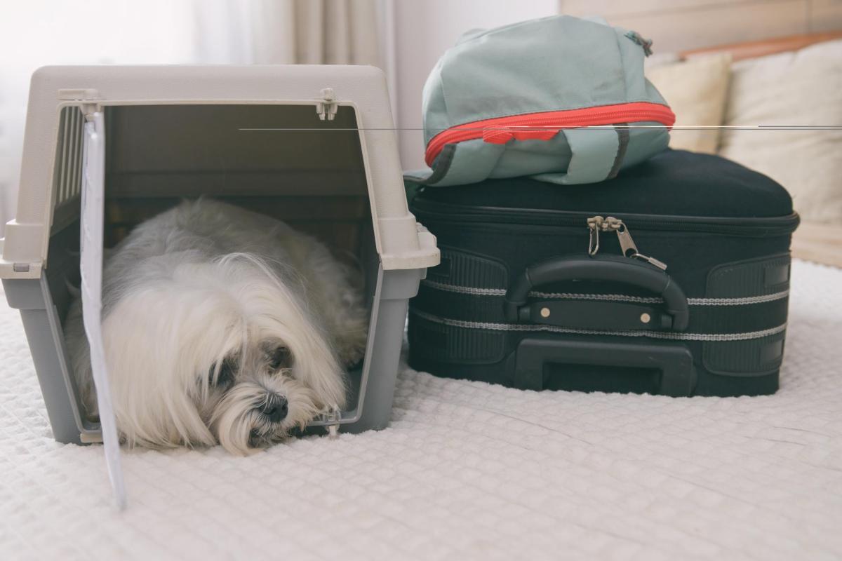 Voyager avec son chien