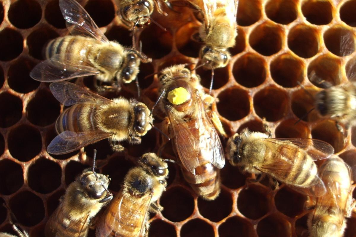 Maladies des abeilles
