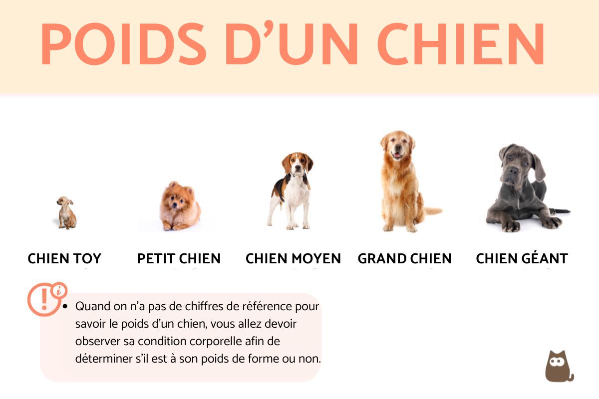 Poids d'un chien
