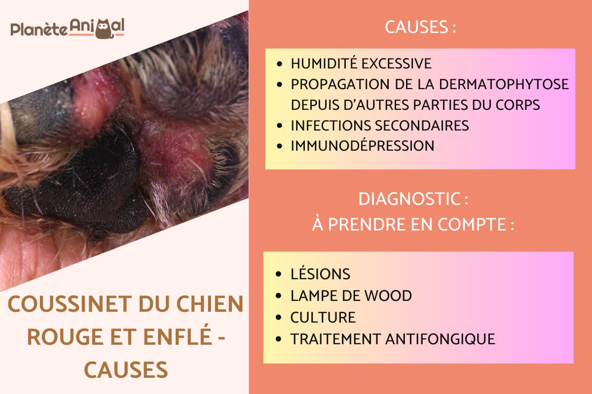 Coussinet du chien rouge et enflé - Causes
