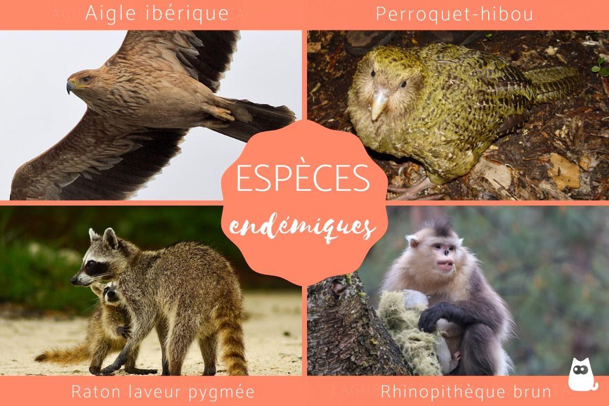 Espèces endémiques - Définition et exemples