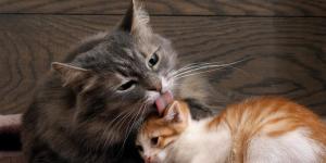 Pourquoi les chats se lèchent entre eux ?