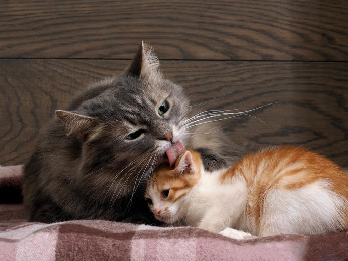Pourquoi les chats se lèchent entre eux ? Tout SAVOIR