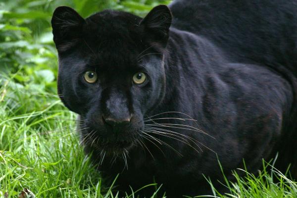 Panthère noire : vitesse, habitat et signification spirituelle - Espèces de panthère noire