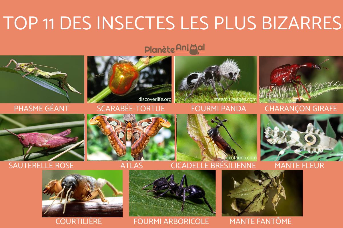 Les 11 insectes les plus bizarres du monde