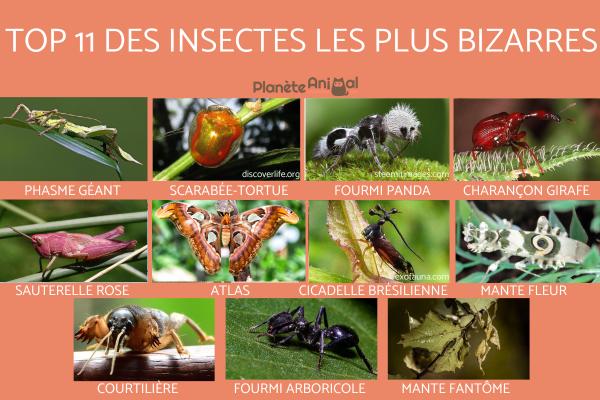 Les 11 insectes les plus bizarres du monde