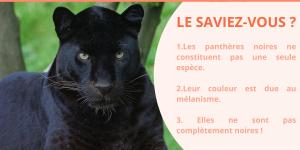 Panthère noire : vitesse, habitat et signification spirituelle