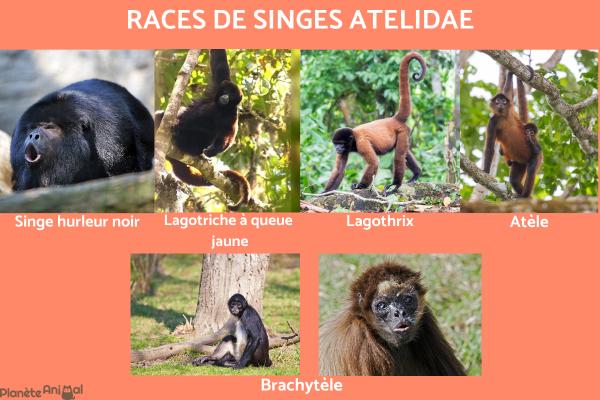 Les DIFF RENTS TYPES De SINGES Noms De SINGES Et Leur Classification
