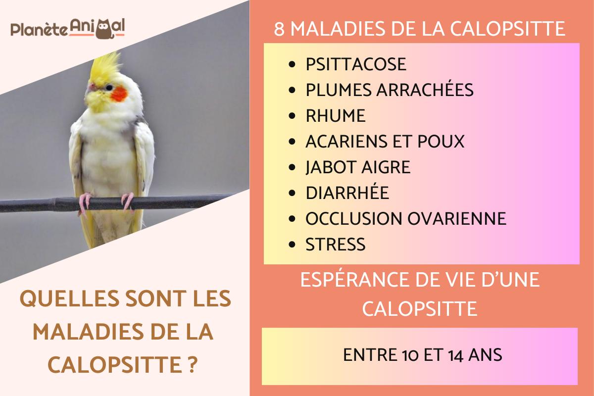 Maladies de la calopsitte élégante