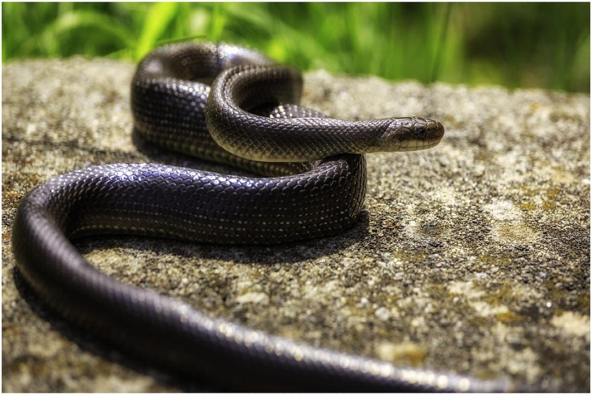 Qu'est-ce qui fait fuir les serpents ?