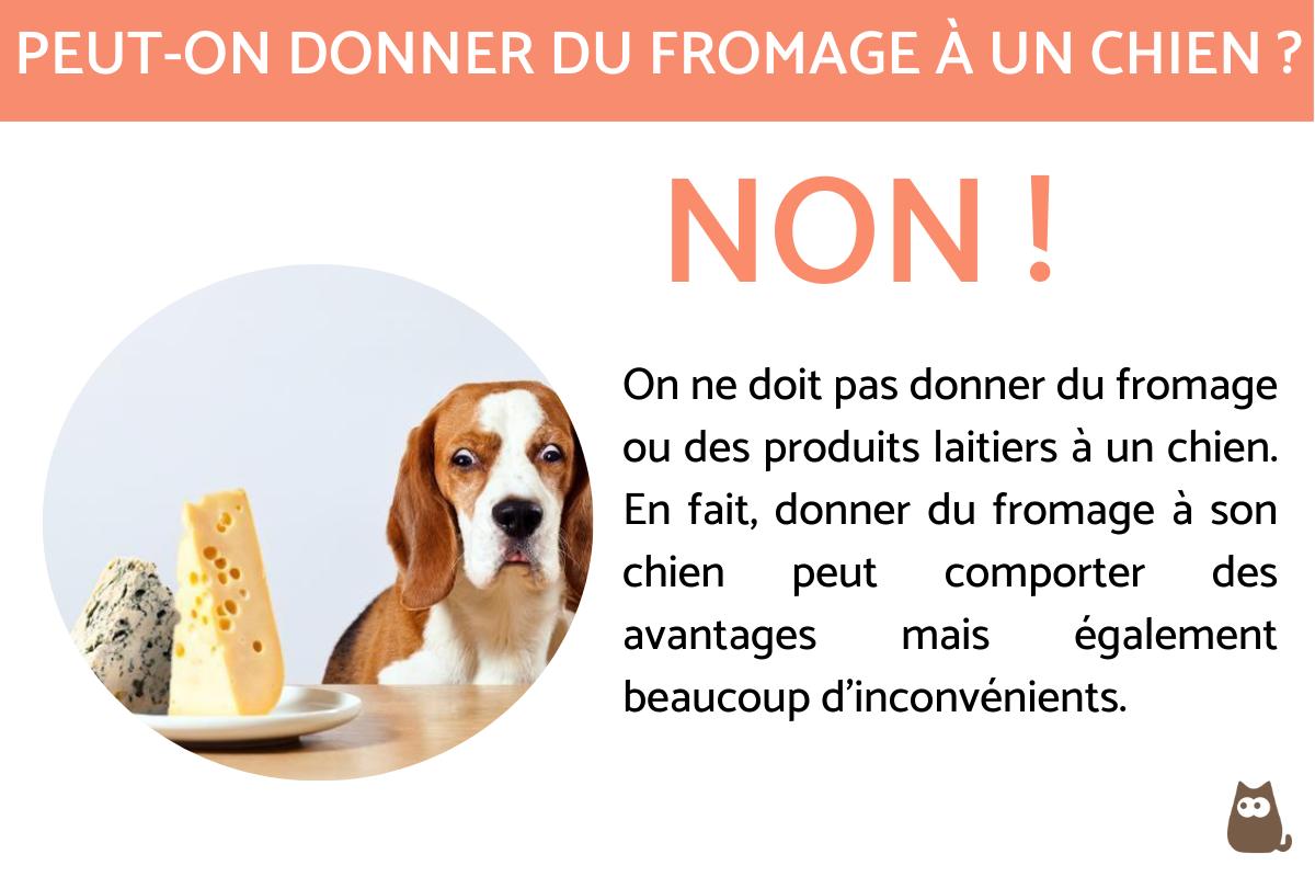 Peut-on donner du fromage à un chien ?