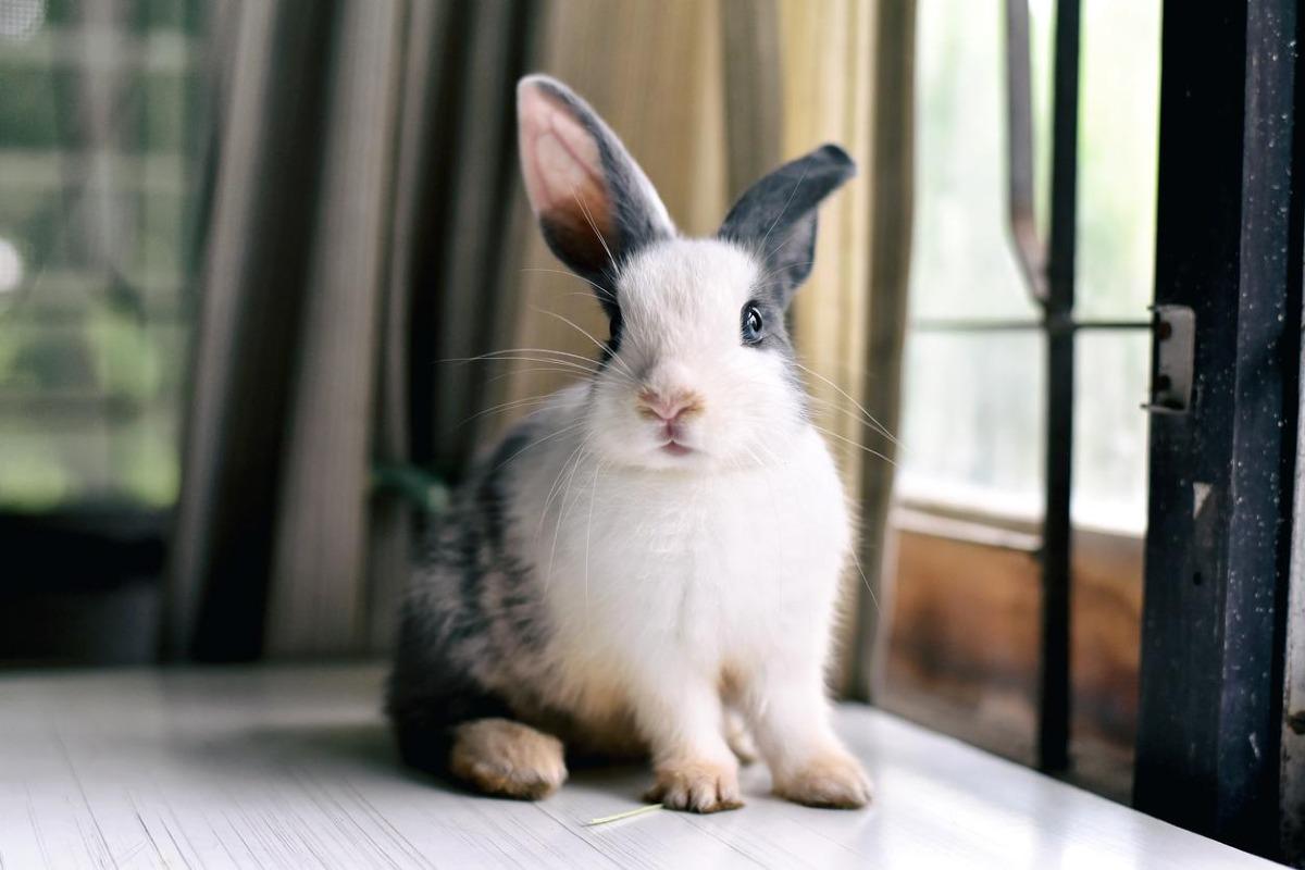 Anatomie du lapin - Information sur les lapins