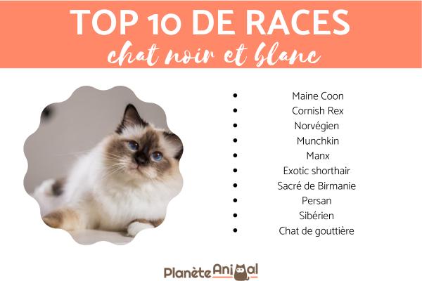 Chat noir et blanc - Races et photos