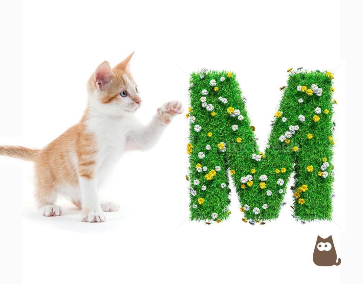 Nom de chat en M