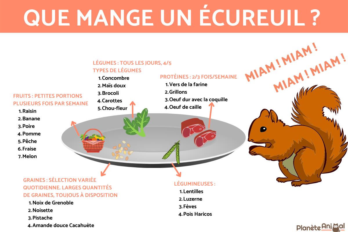 Que mange un écureuil ? - Alimentation de l'écureuil adulte et bébé