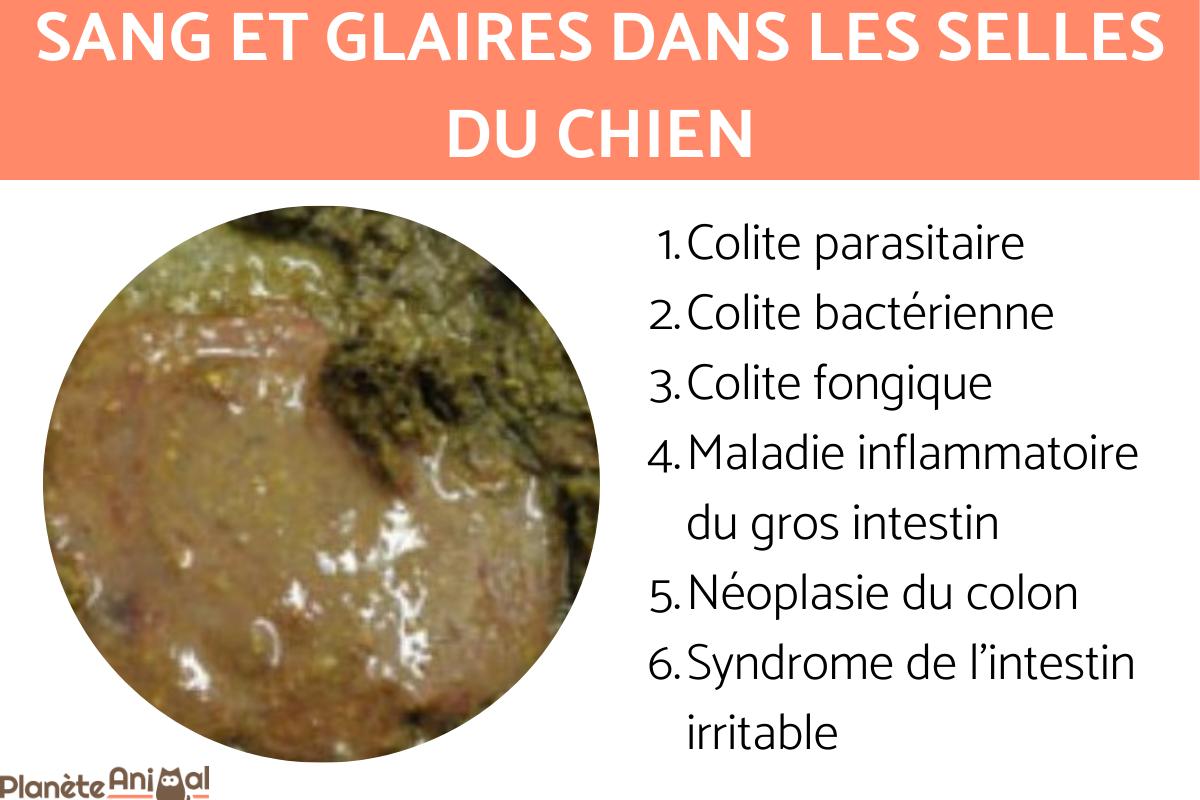 Sang et glaires dans les selles du chien