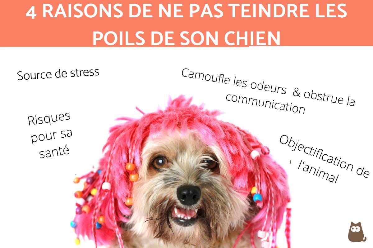Pourquoi il ne faut pas teindre les poils de son chien ?