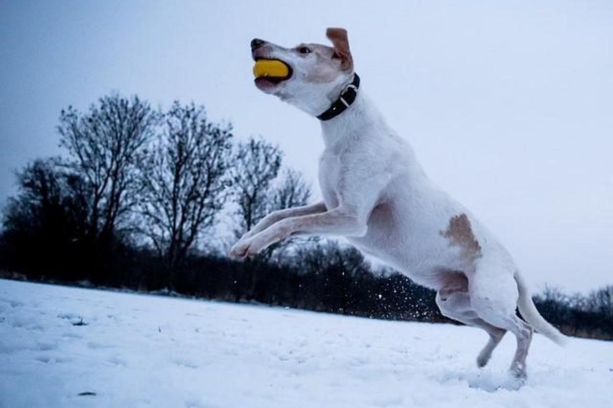 Le chien hyperactif - Causes, symptômes et traitement