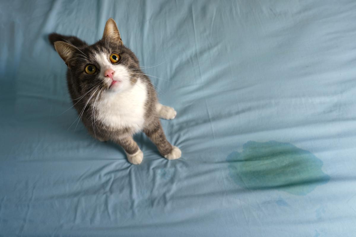 Mon chat fait pipi sur le lit de ma fille : causes et que faire