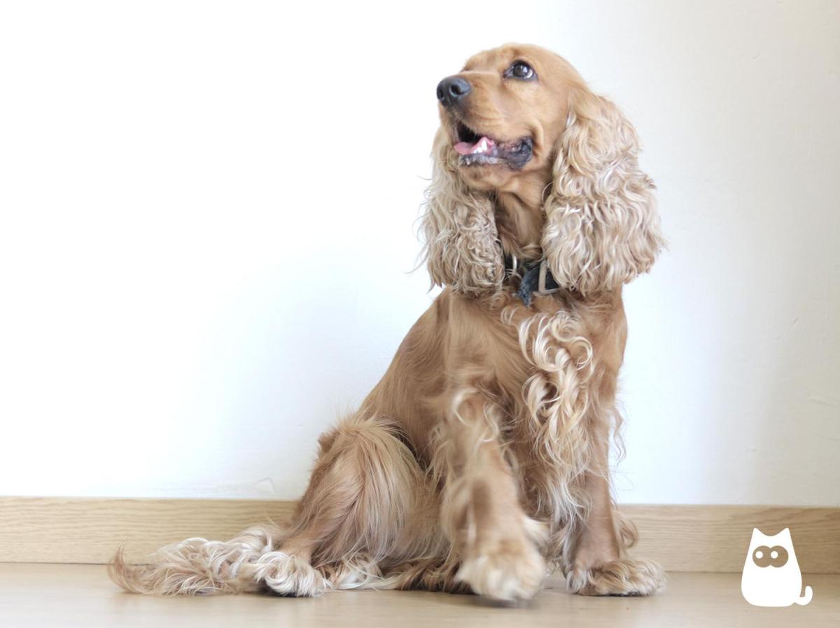 Noms pour chiens Cocker mâles et femelles