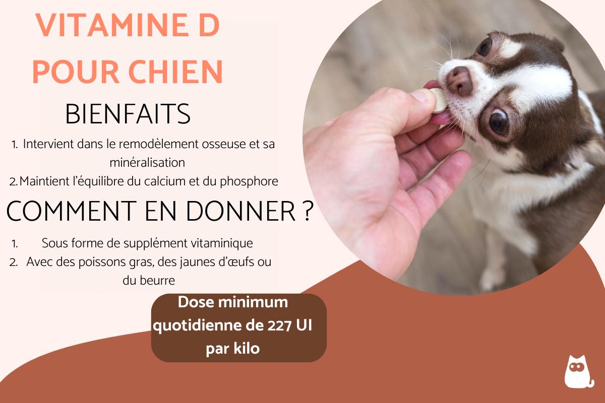 Vitamine D pour chien : Dose et effets secondaires