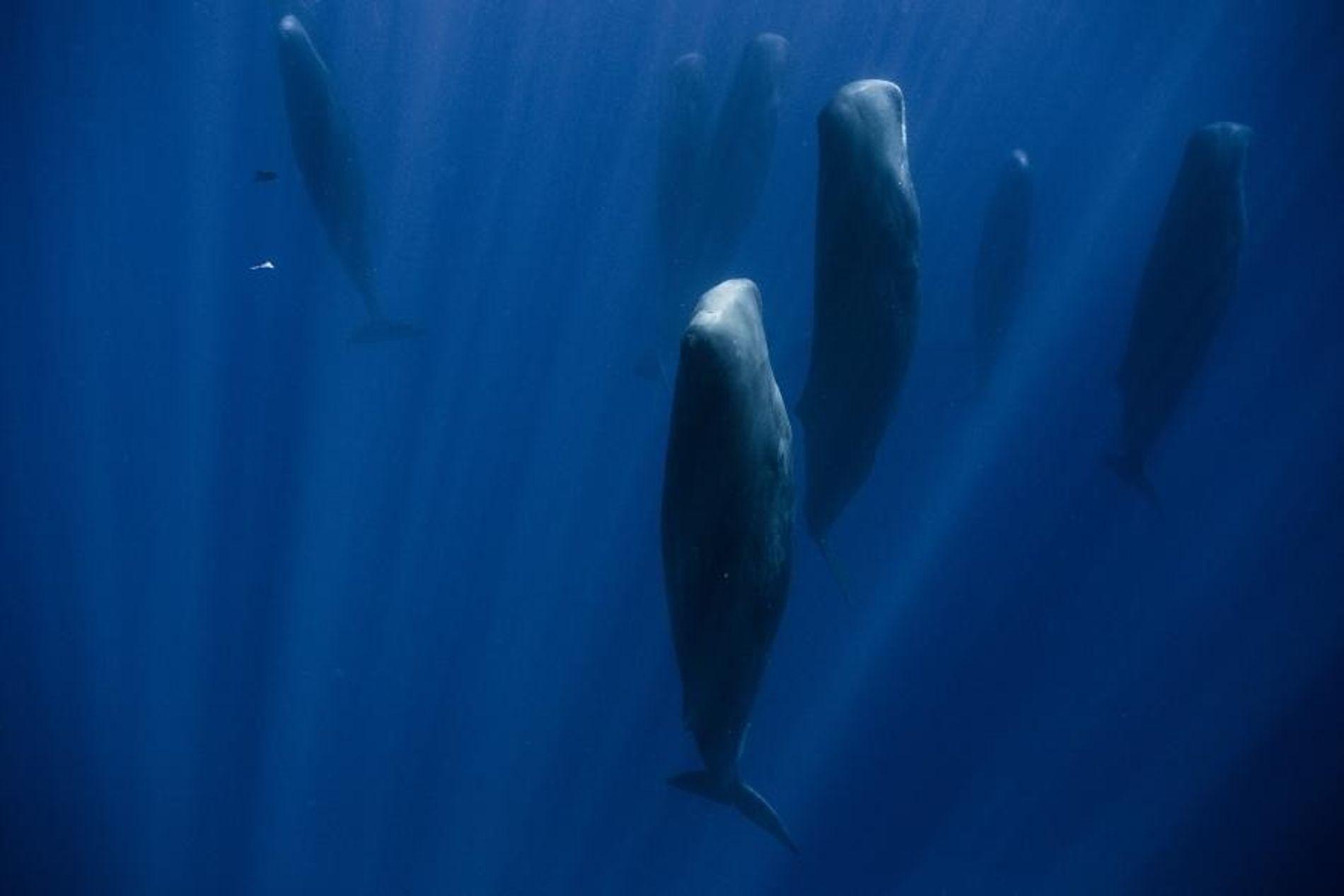 Comment dorment les baleines ? Explication et images de comment dort — free download