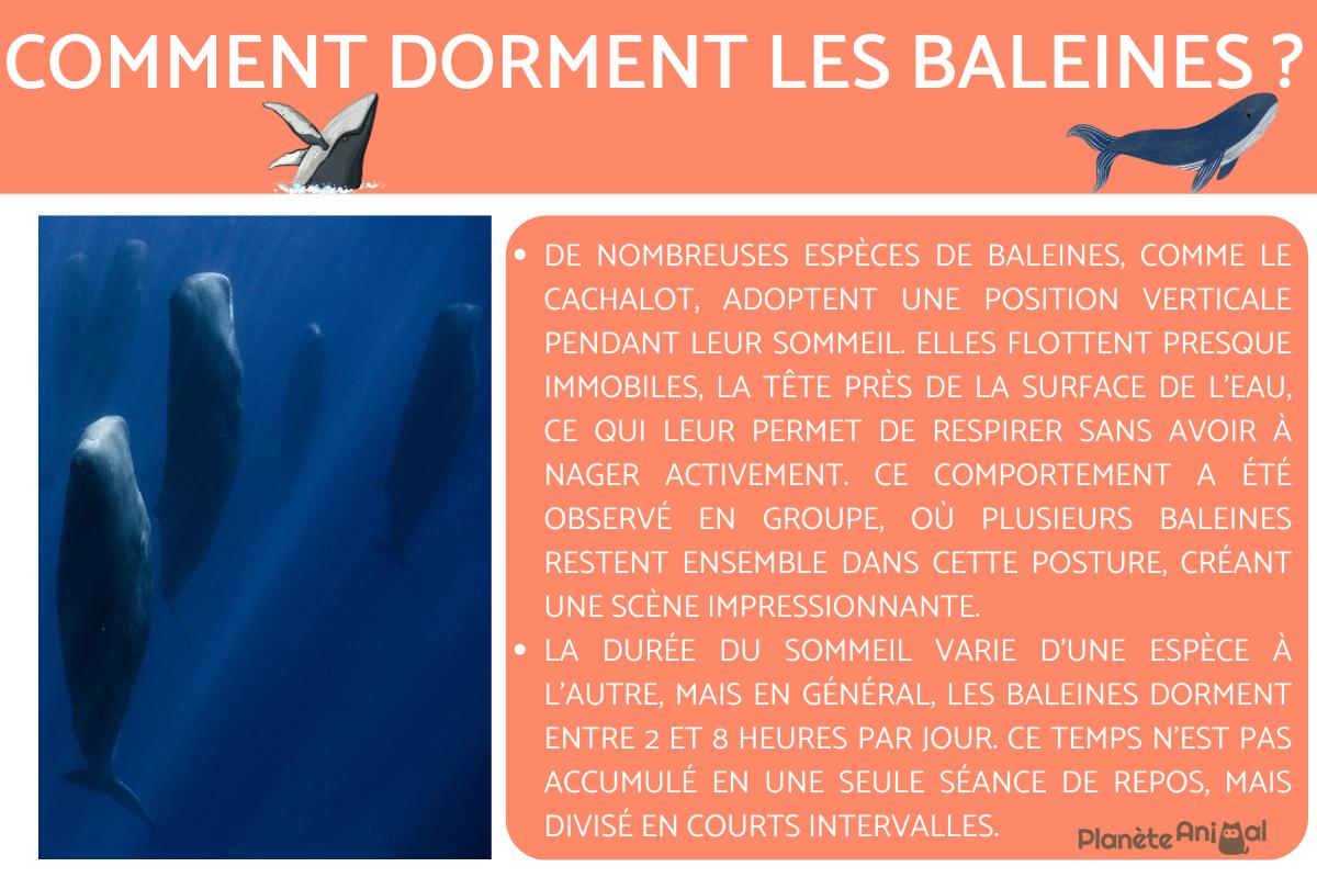 Comment dorment les baleines ? Explication et images de comment dort une baleine