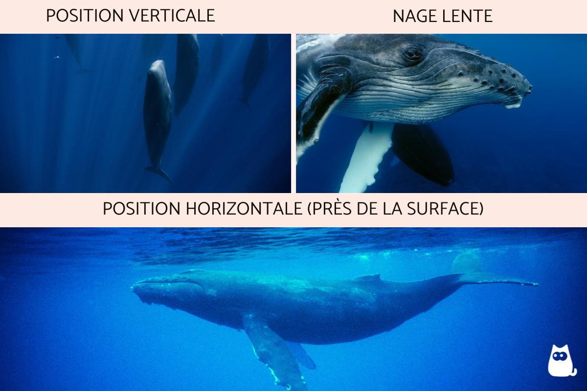 Comment dorment les baleines ? Explication et images de comment dort une baleine
