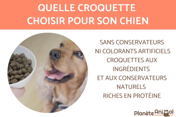 Meilleure croquette pour chien